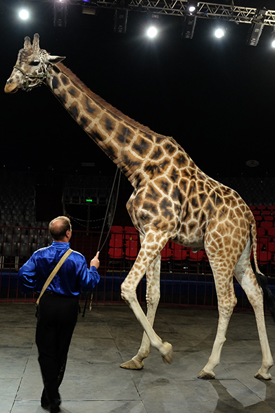 В московском цирке впервые выступят жираф и козел-канатоходец