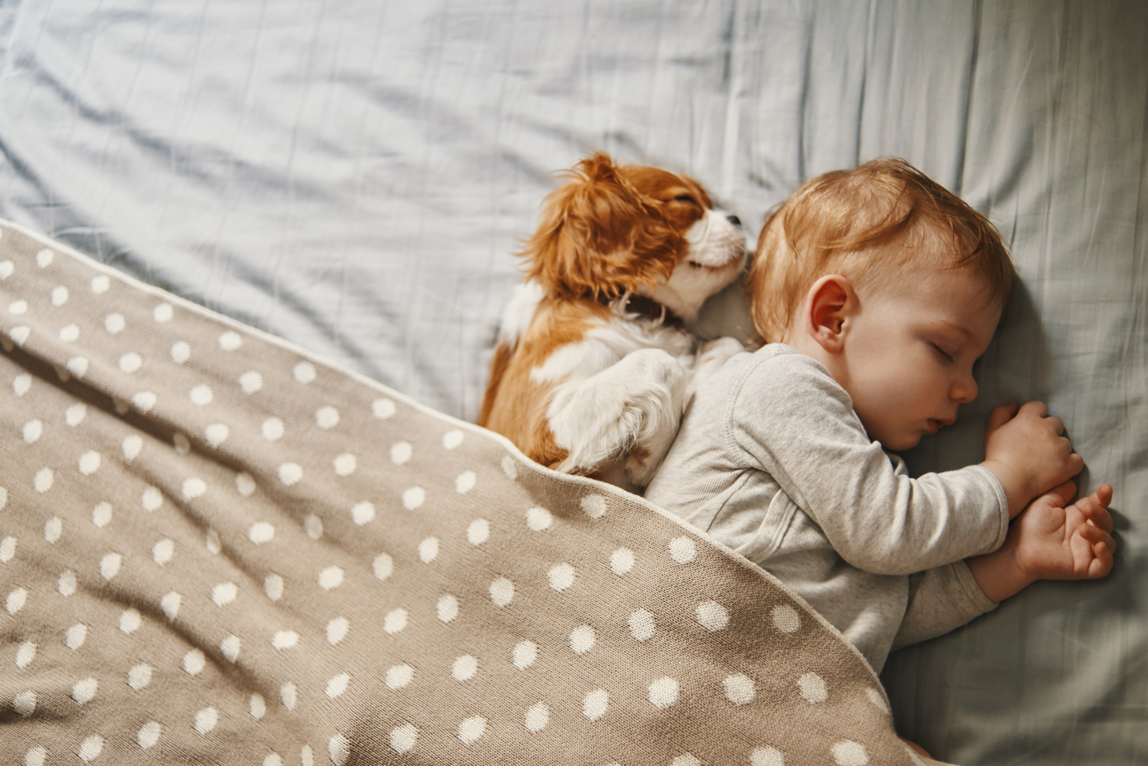 Ребята и зверята: почему нельзя разрешать детям спать вместе с питомцем