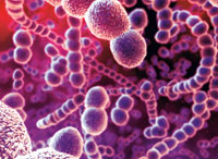 Параллельный мир: бактерии и вирусы