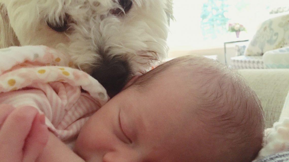 Собака-герой спасла жизнь новорожденному малышу