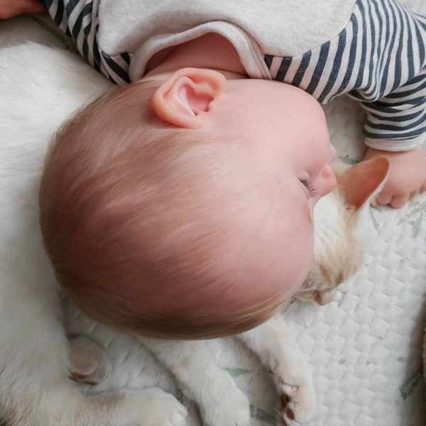 Кошачьи обнимашки: 35 милых фото спящих малышей и их питомцев