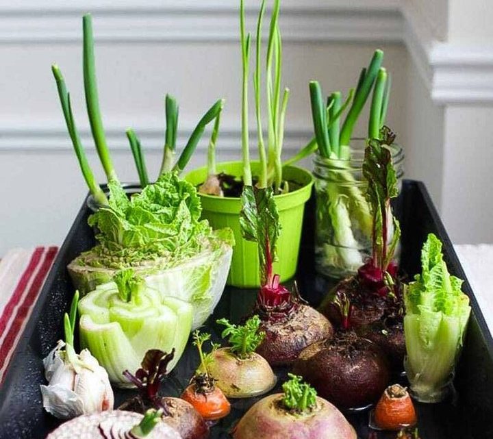 20 овощей и трав, которые легко вырастить на подоконнике