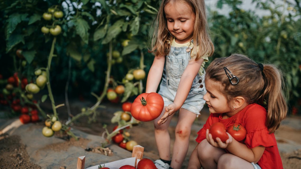 6 фактов о помидорах, которые обязаны знать родители малышей