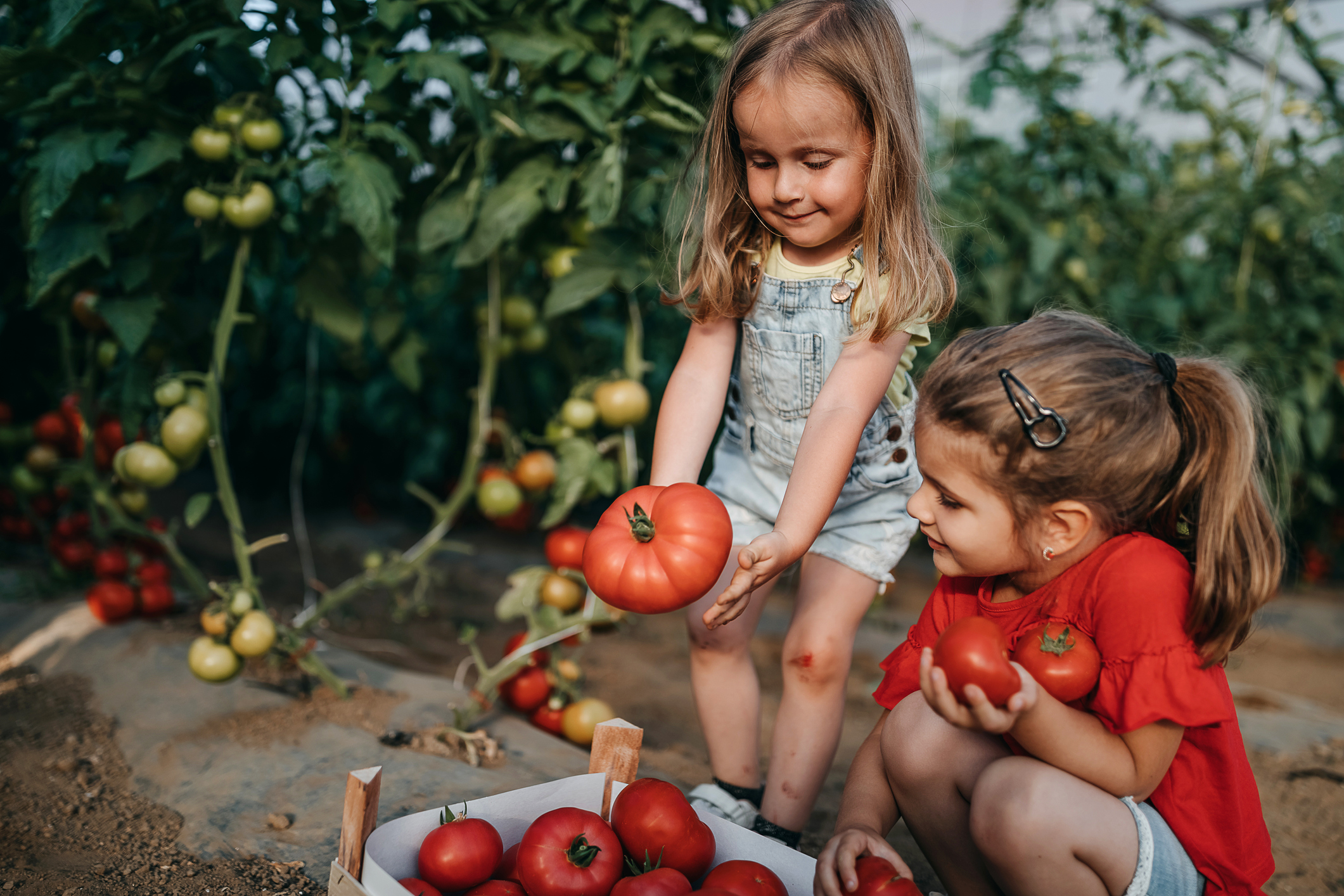 Фото №1 - 6 фактов о помидорах, которые обязаны знать родители малышей