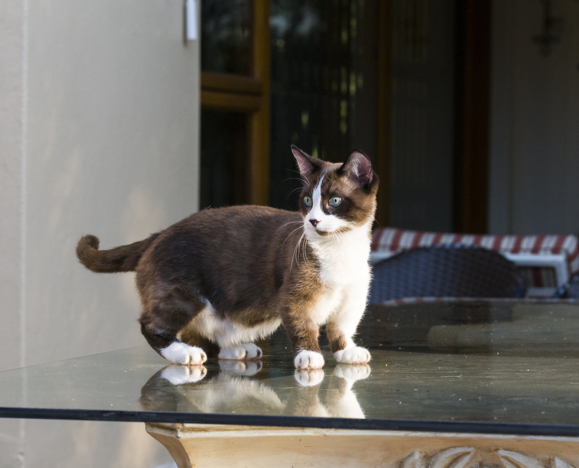 Фото №11 - Овну — мау, Раку — сфинкс: какая кошка подходит вам по знаку зодиака
