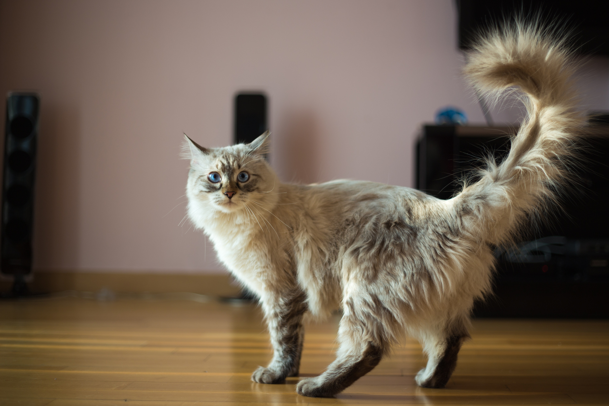 Фото №12 - Овну — мау, Раку — сфинкс: какая кошка подходит вам по знаку зодиака