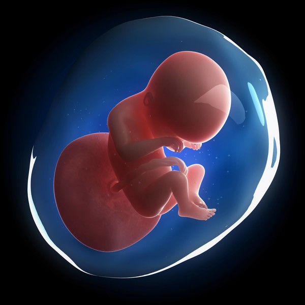 Из клеточки в человека: как развивается плод по неделям беременности — фото