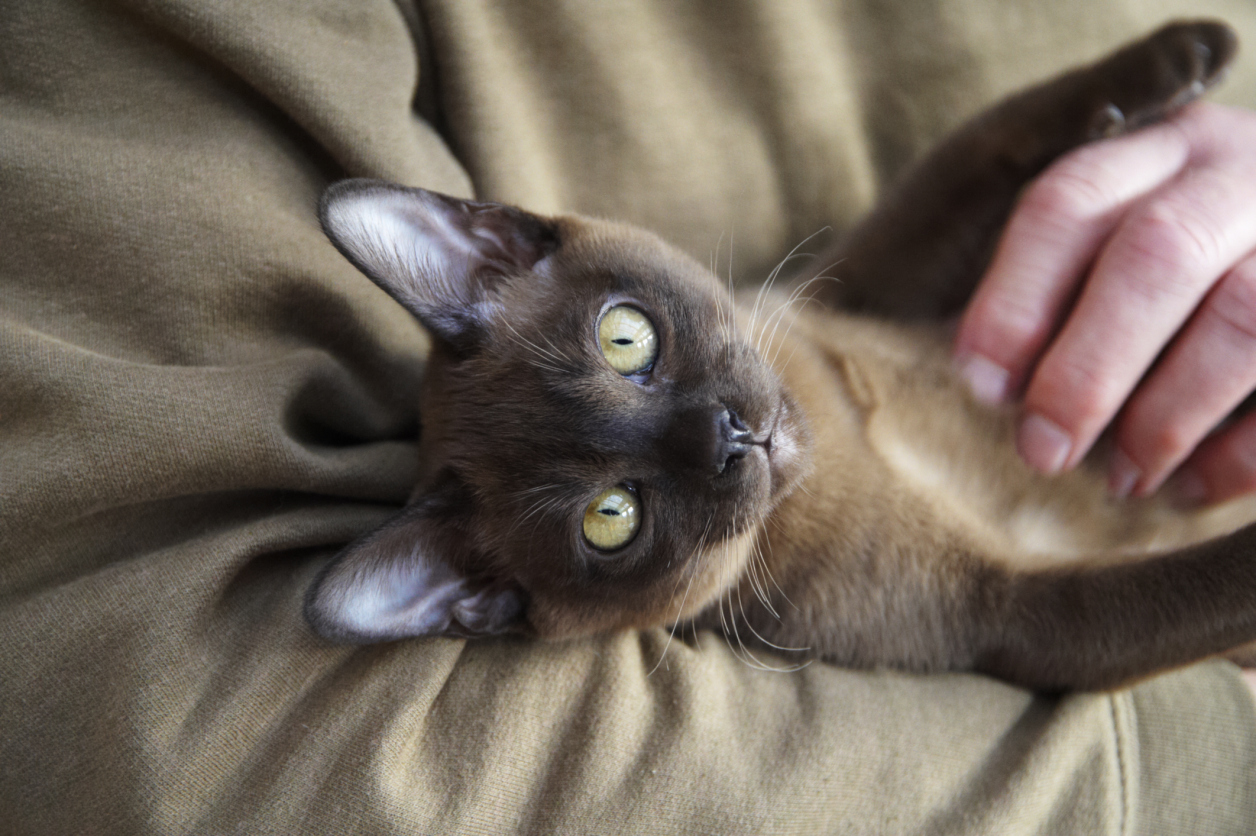 Фото №9 - Овну — мау, Раку — сфинкс: какая кошка подходит вам по знаку зодиака