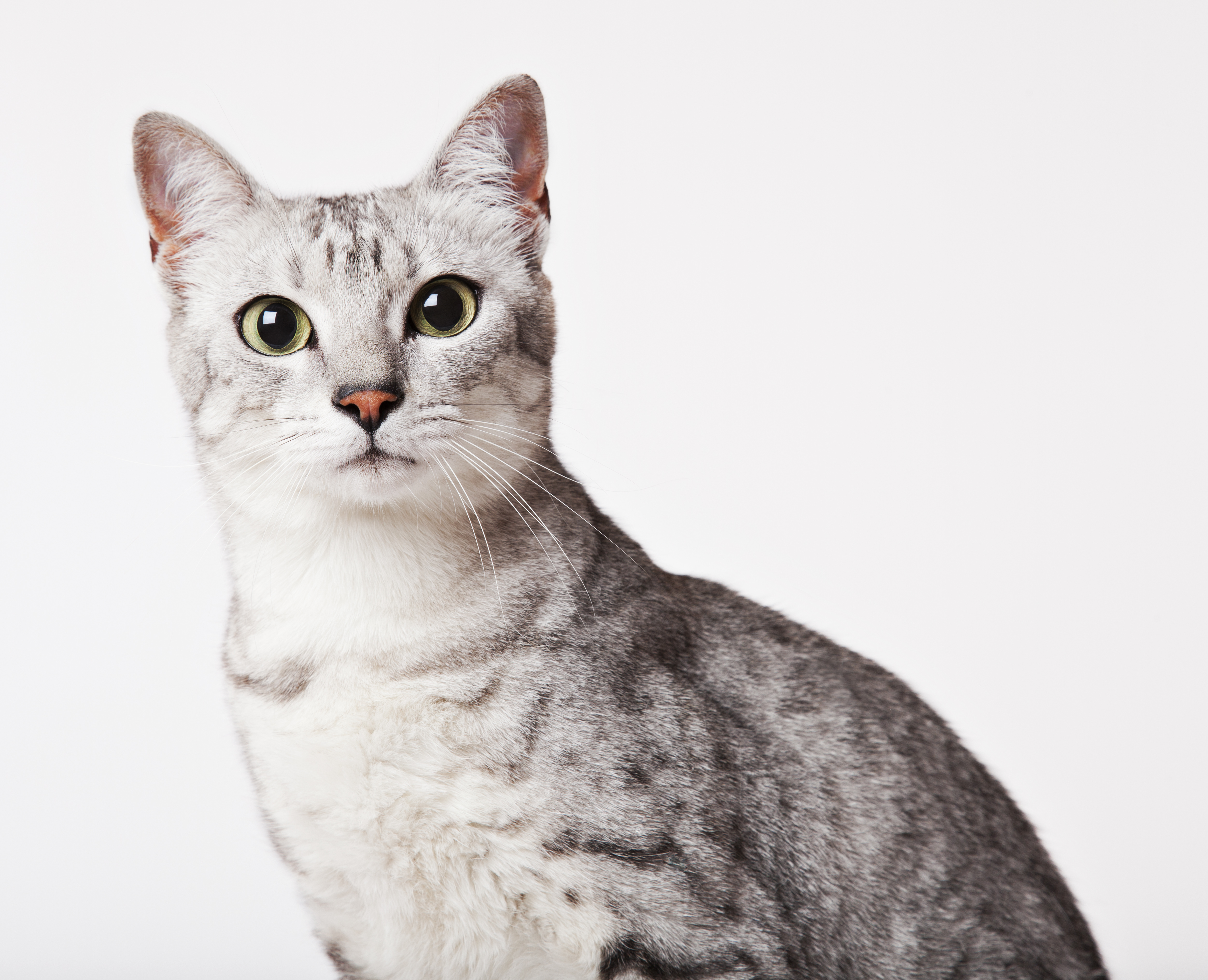 Фото №2 - Овну — мау, Раку — сфинкс: какая кошка подходит вам по знаку зодиака
