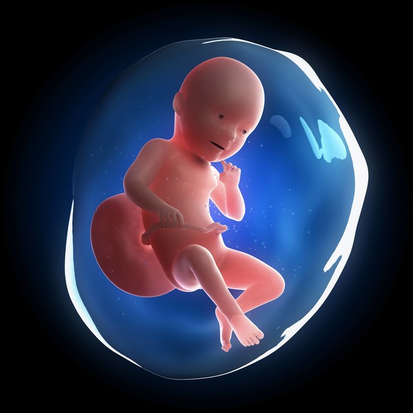 Из клеточки в человека: как развивается плод по неделям беременности — фото