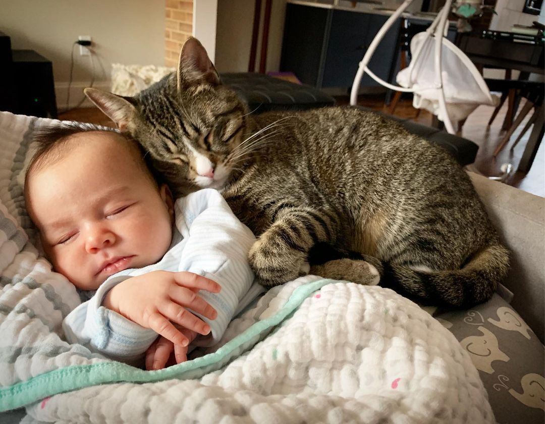 Фото №1 - Котик полюбил малыша еще до рождения: 5 видео милейшей дружбы
