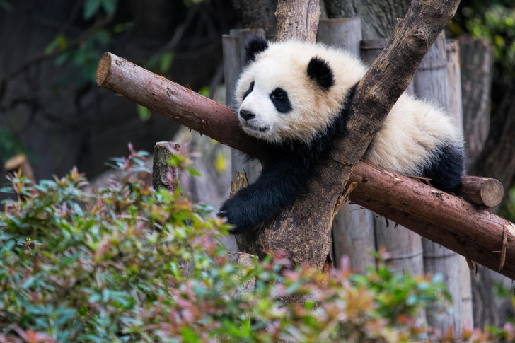 детеныши самых редких на планете животных, панда, фото
