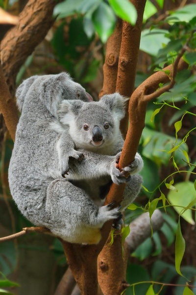 детеныши самых редких на планете животных, коала, фото