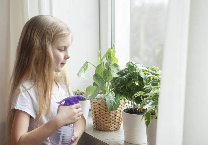 растения, домашние растения, растения для дома которые чистят воздух