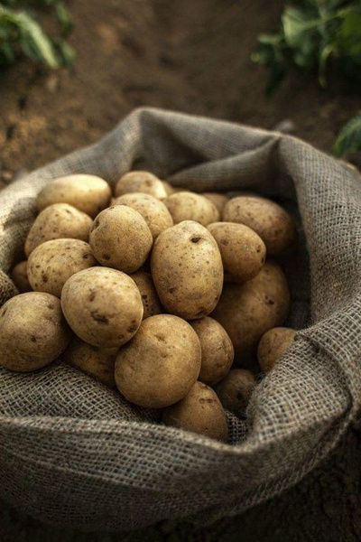 5 мифов о картофеле и 3 диетических рецепта с ним
